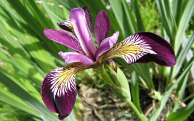 iris biljka