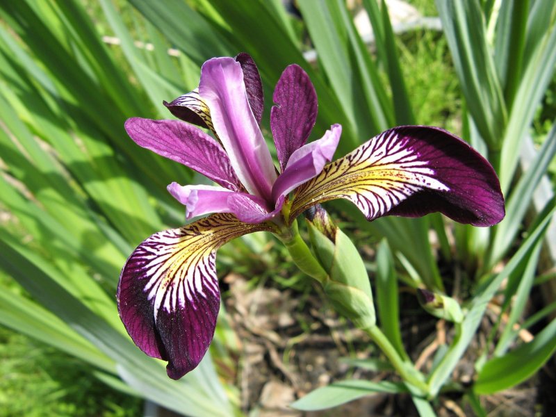 iris biljka