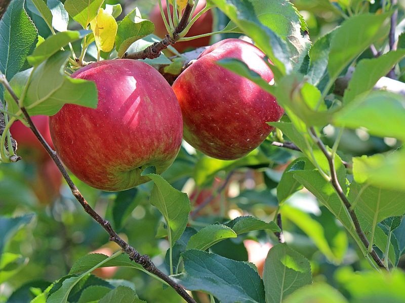 jabuka biljka