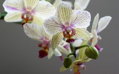 orhideja biljka