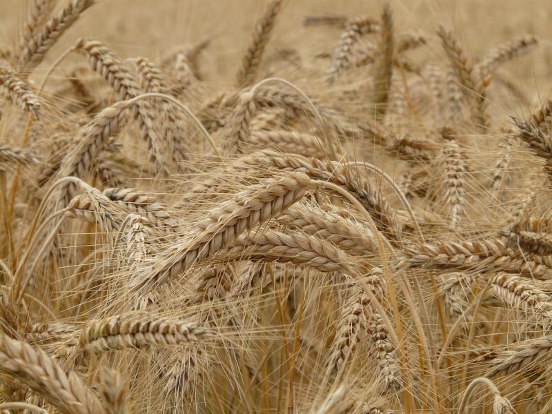 pšenica biljka