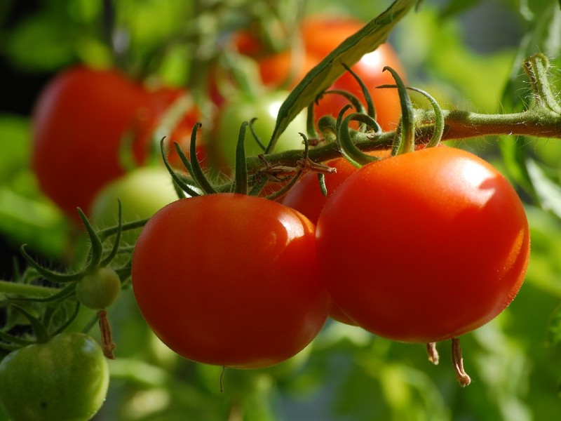 rajčica biljka