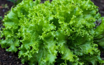 salata biljka