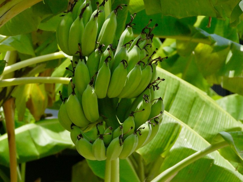 banana biljka