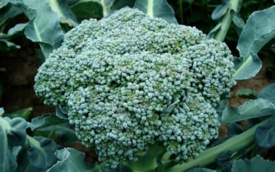 brokula biljka