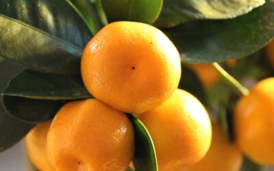 mandarina biljka