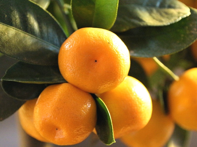 mandarina biljka