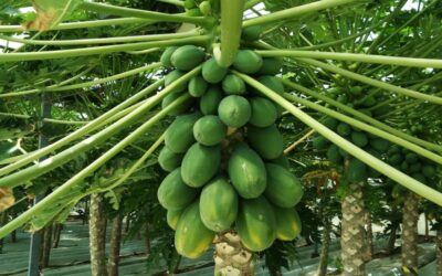 papaja biljka