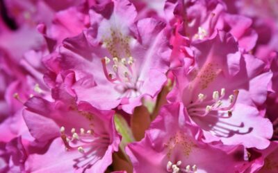 rododendron biljka